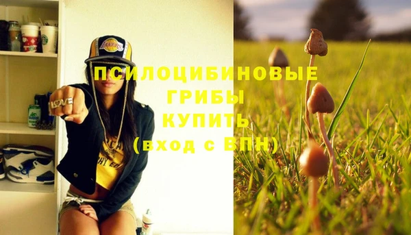 стаф Алзамай